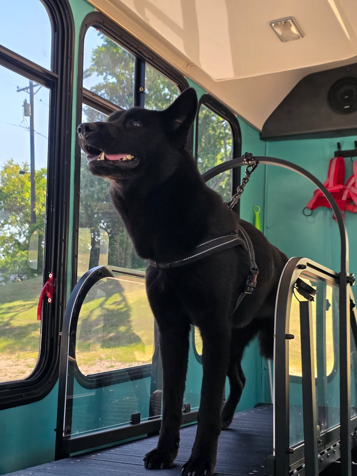 A shepherd mix standing on the slatmill inside the Zoomie Bus