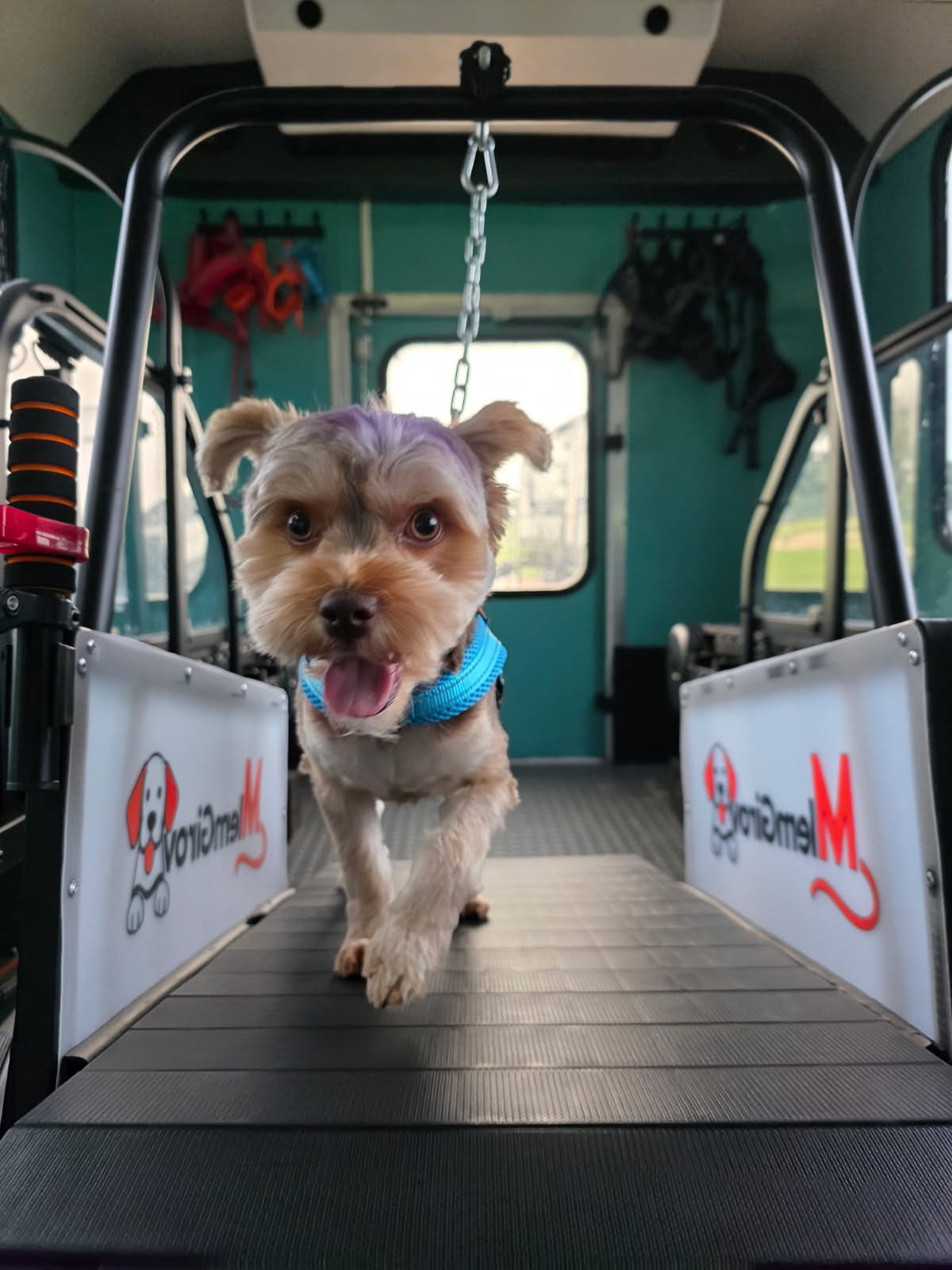 A small terrier trotting on the slatmill